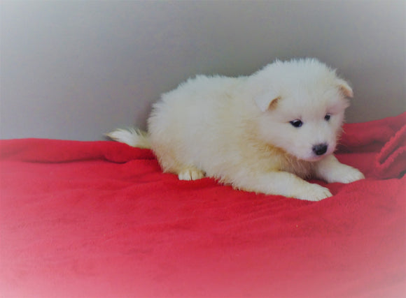 AKC Registered Samoyed Puppy For Sale Danville, OH Female- Bella