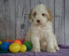 F1B Medium Labradoodle For Sale Millersburg, OH Female- Nora