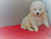 AKC Registered Samoyed Puppy For Sale Danville, OH Male- Bruno