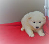 AKC Registered Samoyed Puppy For Sale Danville, OH Male - Teddy