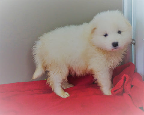AKC Registered Samoyed Puppy For Sale Danville, OH Male - Winston
