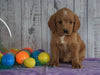 F1B Medium Labradoodle For Sale Millersburg, OH Female- Nevah