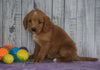 F1B Medium Labradoodle For Sale Millersburg, OH Female- Nevah