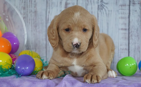 F1B Medium Labradoodle For Sale Millersburg, OH Female- Nova