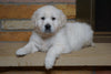 AKC English Cream Golden Retriever For Sale Fredericksburg, OH Male- Duke