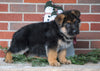 AKC Registered German Shepherd For Sale Baltic, OH Male - Duramax
