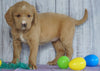 F1B Medium Labradoodle For Sale Millersburg, OH Female- Nova