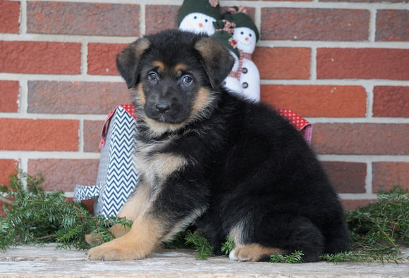 AKC Registered German Shepherd For Sale Baltic, OH Female - Samantha