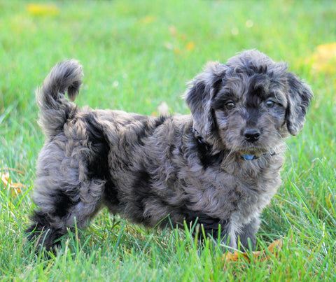 Mini Goldendoodle *BLUE MERLE* For Sale Loudenville, OH Male- Royal