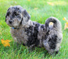 Mini Goldendoodle *BLUE MERLE* For Sale Loudenville, OH Male- Royal