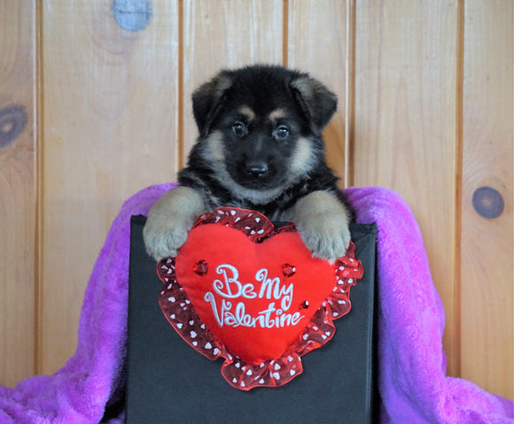 AKC Registered German Shepherd For Sale Baltic, OH Male - Milo