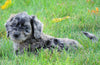 Mini Goldendoodle *BLUE MERLE* For Sale Loudenville, OH Female- Sheila