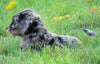 Mini Goldendoodle *BLUE MERLE* For Sale Loudenville, OH Female- Sheila