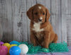 F1B Medium Labradoodle For Sale Millersburg, OH Female- Nutmeg