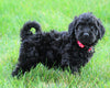 Mini Goldendoodle For Sale Loudenville, OH Male- Jack