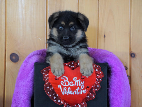 AKC Registered German Shepherd For Sale Baltic, OH Female - Kendra