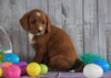 F1B Medium Labradoodle For Sale Millersburg, OH Female- Nutmeg