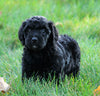 Mini Goldendoodle For Sale Loudenville, OH Female- Jenny