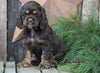 AKC Registered Cocker Spaniel For Sale Wooster, OH Male- Brownie