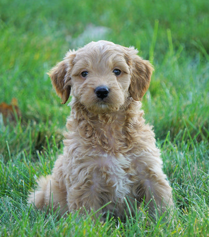 Mini Goldendoodle For Sale Loudenville, OH Male- Cody