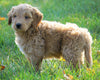 Mini Goldendoodle For Sale Loudenville, OH Male- Cody