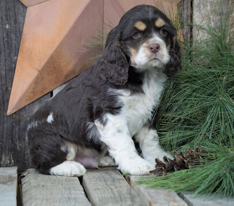 AKC Registered Cocker Spaniel For Sale Wooster, OH Male- Patches