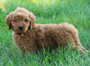 Mini Goldendoodle For Sale Loudenville, OH Male- Anson