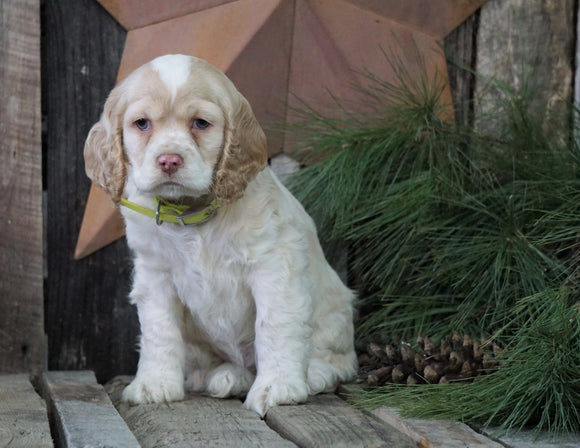 AKC Registered Cocker Spaniel For Sale Wooster, OH Female- Pearl