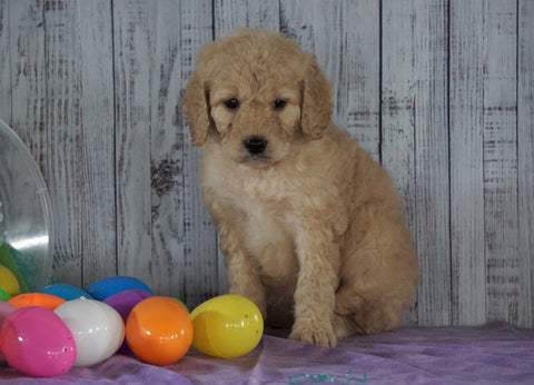 F1B Medium Labradoodle For Sale Millersburg, OH Female- Nancy