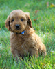 Mini Goldendoodle For Sale Loudenville, OH Male- Reese