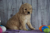 F1B Medium Labradoodle For Sale Millersburg, OH Female- Nancy