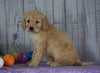 F1B Medium Labradoodle For Sale Millersburg, OH Female- Nancy