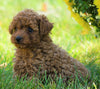 AKC Registered Toy Poodle For Sale Loudenville, OH Female- Amber