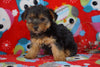 ACA Registered Yorkshire Terrier For Sale Wooster, OH Female- Bailey