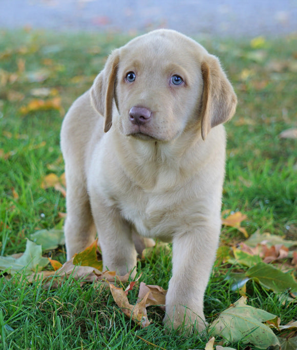 AKC Registered Labrador Retriever Four Sale Sugarcreek, OH Male-Amigo