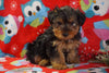 ACA Registered Yorkshire Terrier For Sale Wooster, OH Male- Bubba