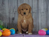 F1B Medium Labradoodle For Sale Millersburg, OH Female- Natalie