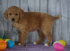 F1B Medium Labradoodle For Sale Millersburg, OH Female- Natalie