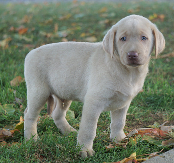 AKC Registered Labrador Retriever For Sale Sugarcreek, OH Male- Kirby