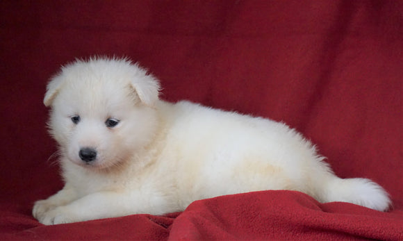 AKC Registered Samoyed For Sale Danville, OH Female- Mindy