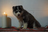 Siberian Husky For Sale Fredericksburg, OH Male- Frank
