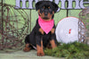 AKC Registered Rottweiler For Sale Sugarcreek, OH Female - Cece