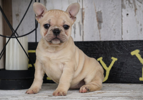 Frenchton For Sale Millersburg, OH Female - Lily