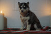 Siberian Husky For Sale Fredericksburg, OH Female- Fluffy