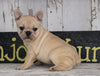Frenchton For Sale Millersburg, OH Female - Lily