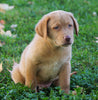 AKC Registered Labrador Retriever For Sale Sugarcreek, OH Male- Champ