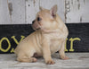 Frenchton For Sale Millersburg, OH Female - Lily