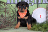 AKC Registered Rottweiler For Sale Sugarcreek, OH Female - Jasper