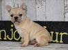 Frenchton For Sale Millersburg, OH Female - Lily