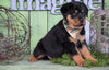 AKC Registered Rottweiler For Sale Sugarcreek, OH Male - Splash